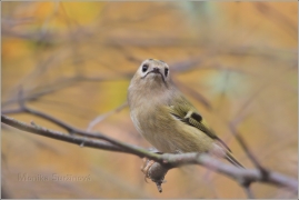<p>KRÁLÍČEK OBECNÝ (Regulus regulus) /Goldcrest - Wintergoldhähnchen/</p>